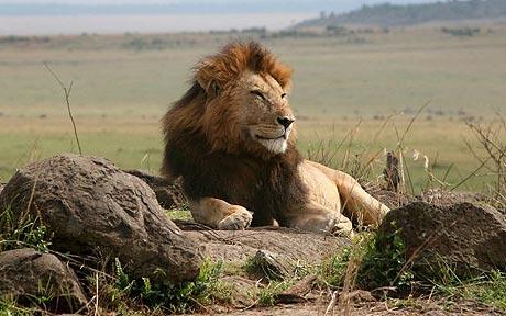 lion Kenya
