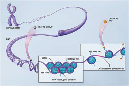 A chromosome unraveling into a coiled strand of DNA, which uncoils into a helical strand. A close-up of a tight cluster of genes wrapped in histone with histone tails protruding, and then a chemical tag attaches to the histone tail and the histone is unraveled, with each gene as a ball on the straight histone strand.