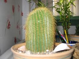 SHORT CACTUS