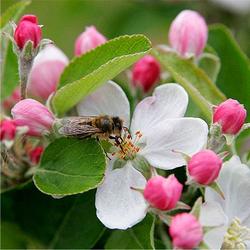 apple blossoms