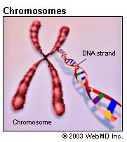 Chromosomes Illustration