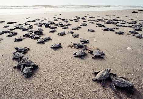 400 dead sea turtles