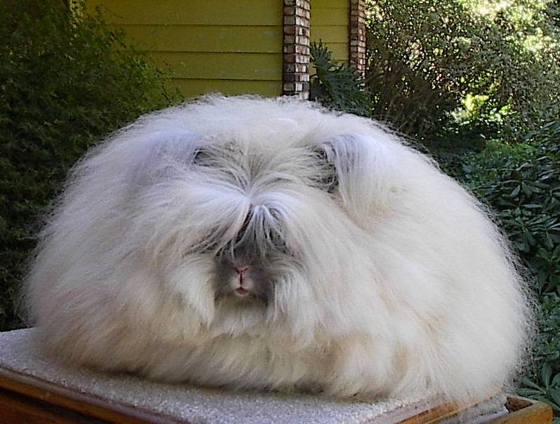 ENGLISH ANGORA RABBIT