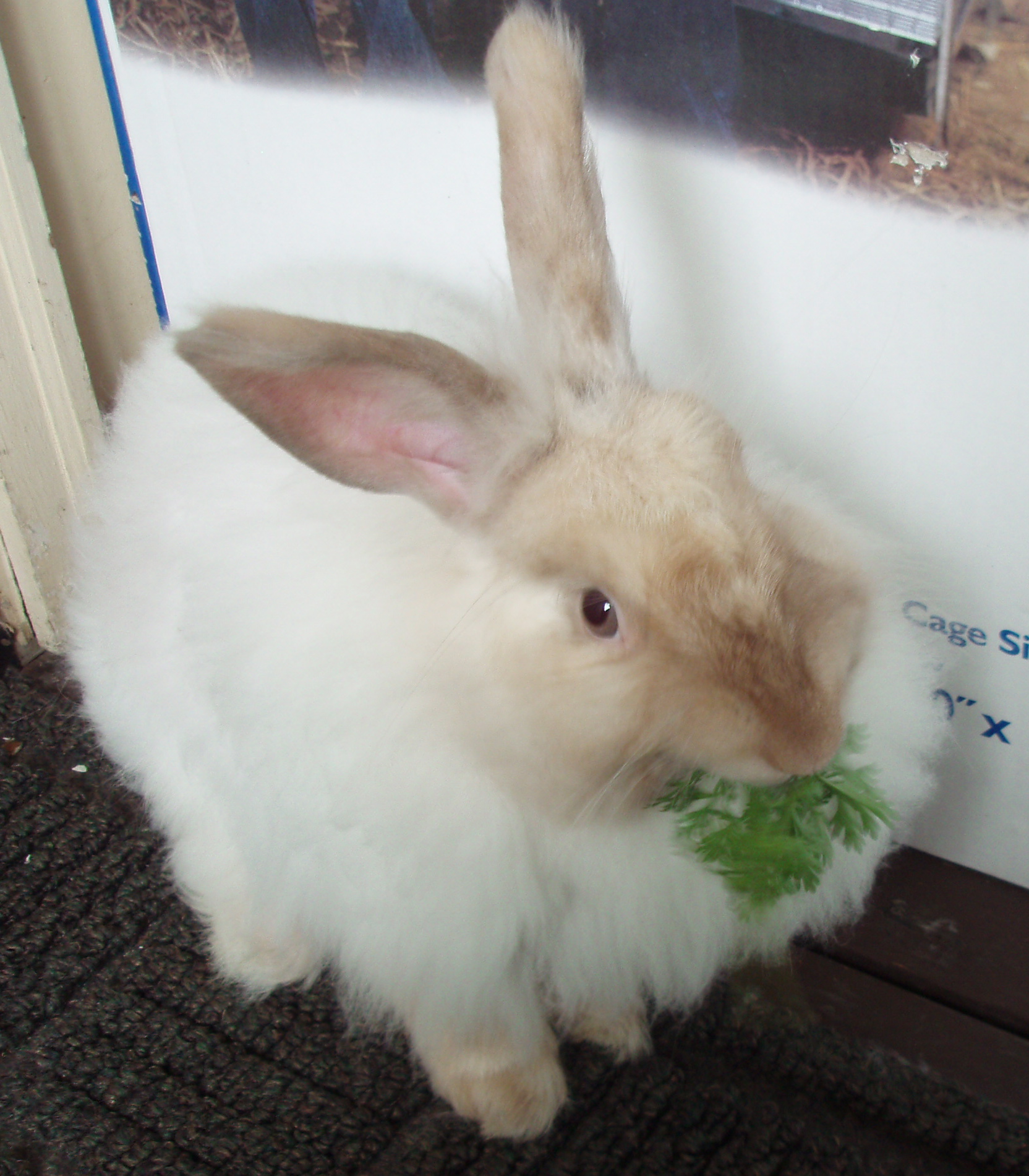 french angora rabbit