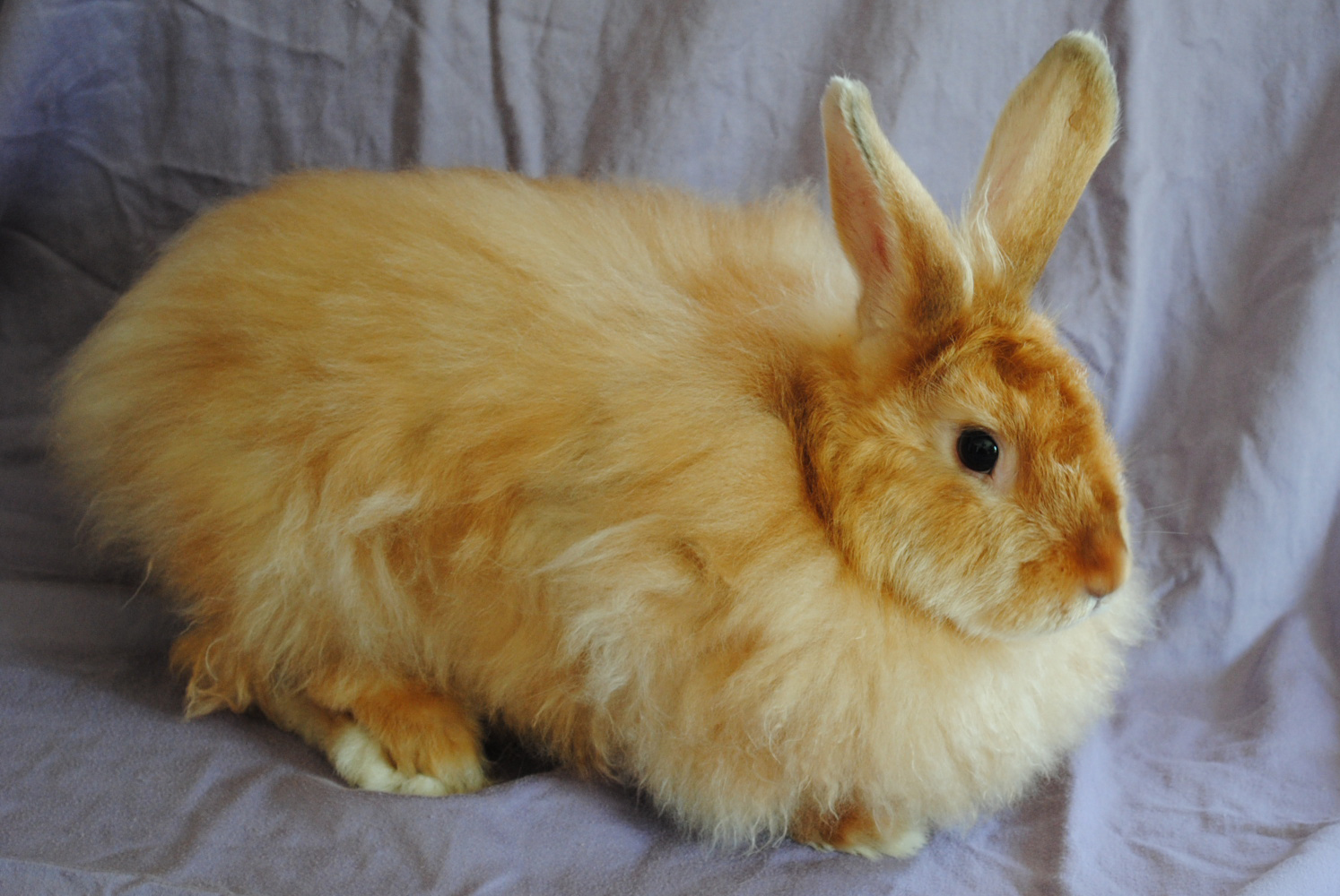 RED SATIN ANGORA RABBIT - NEW YORK