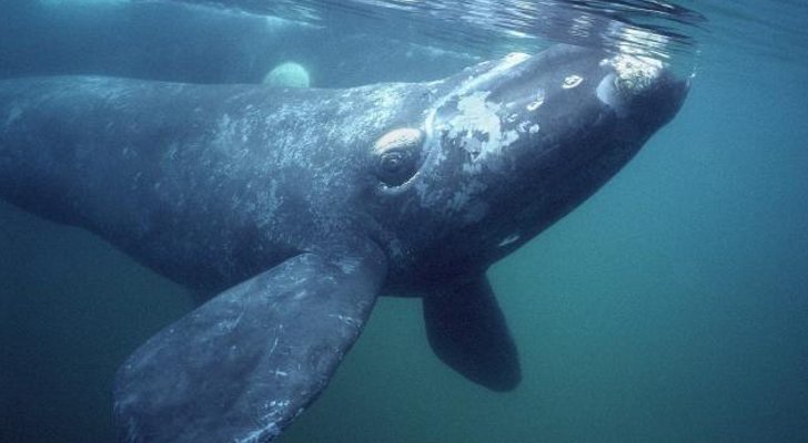 rare whale canada