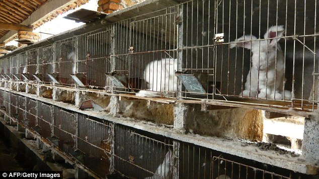 angora rabbit cages