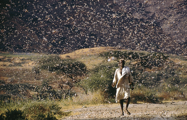 locust swarm