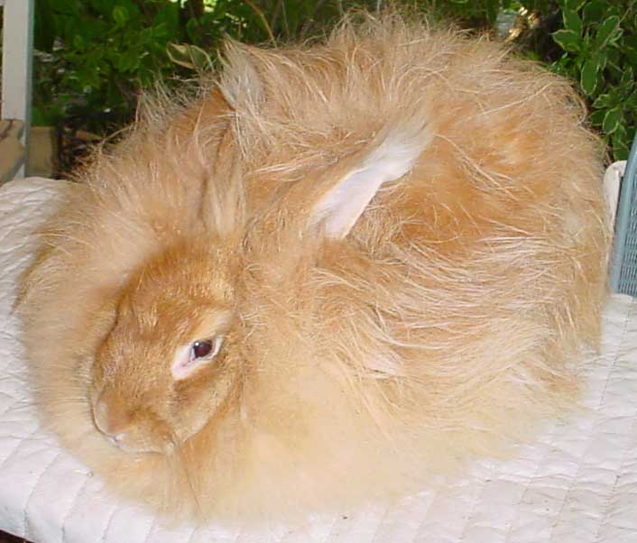 red german angora rabbit