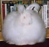Texas angora rabbit