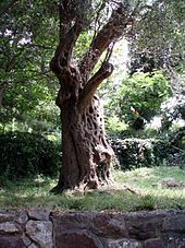 olive tree 2000 years old