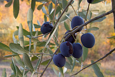olive ripening