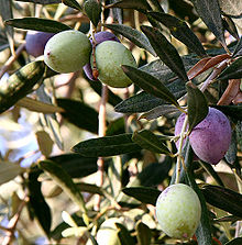 olives from Jordan