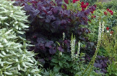 Cercis canadensis and white Verbascum