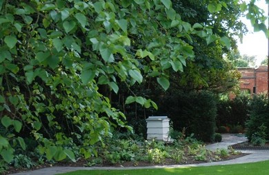 Yew Hedges, Alice Bowe English Landscape Design