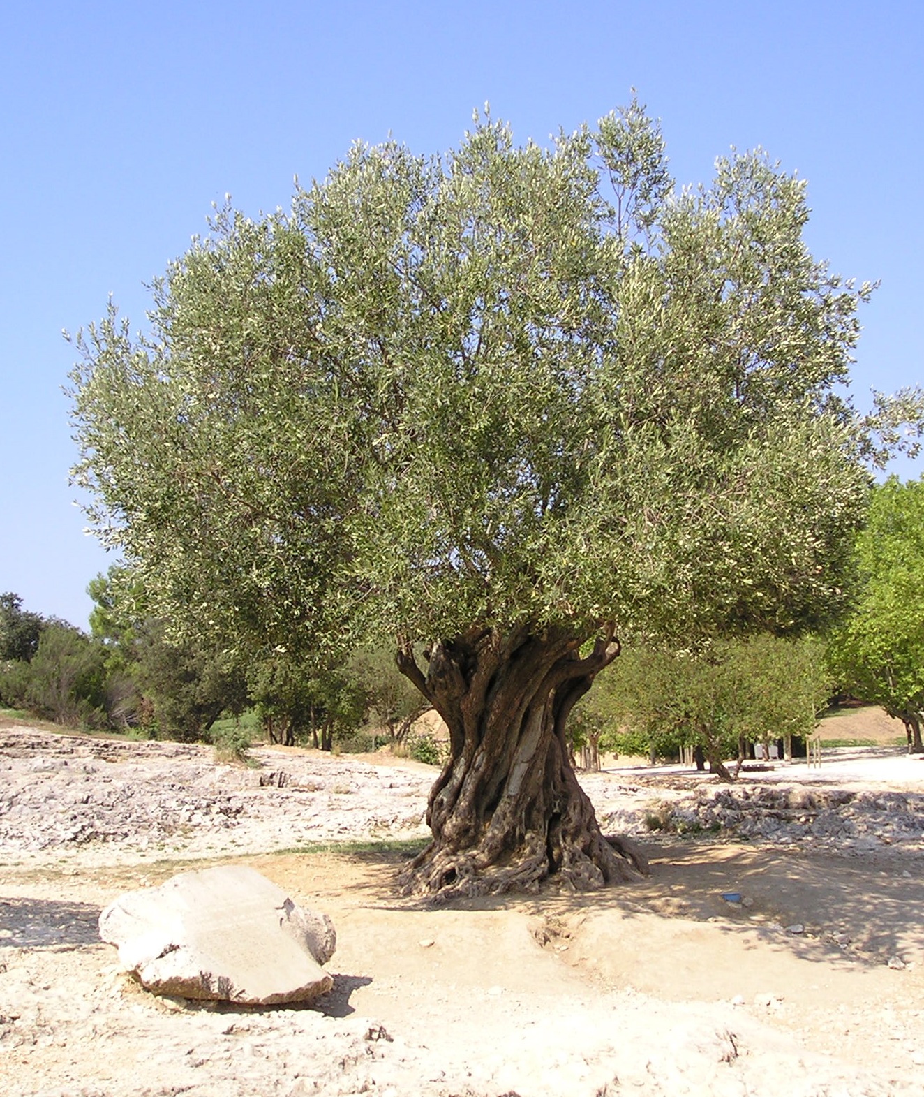 OLIVE TREE