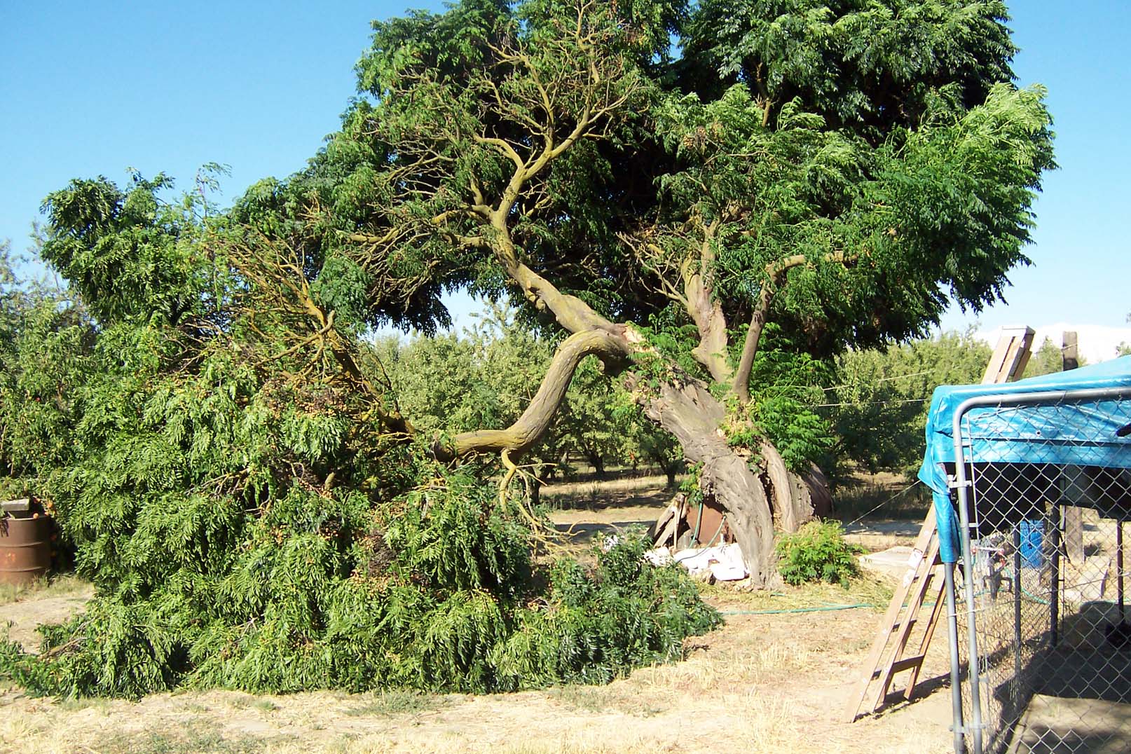 chinaberry tree broken