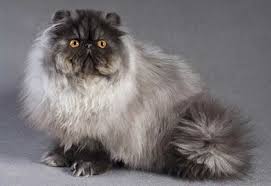 persian cat