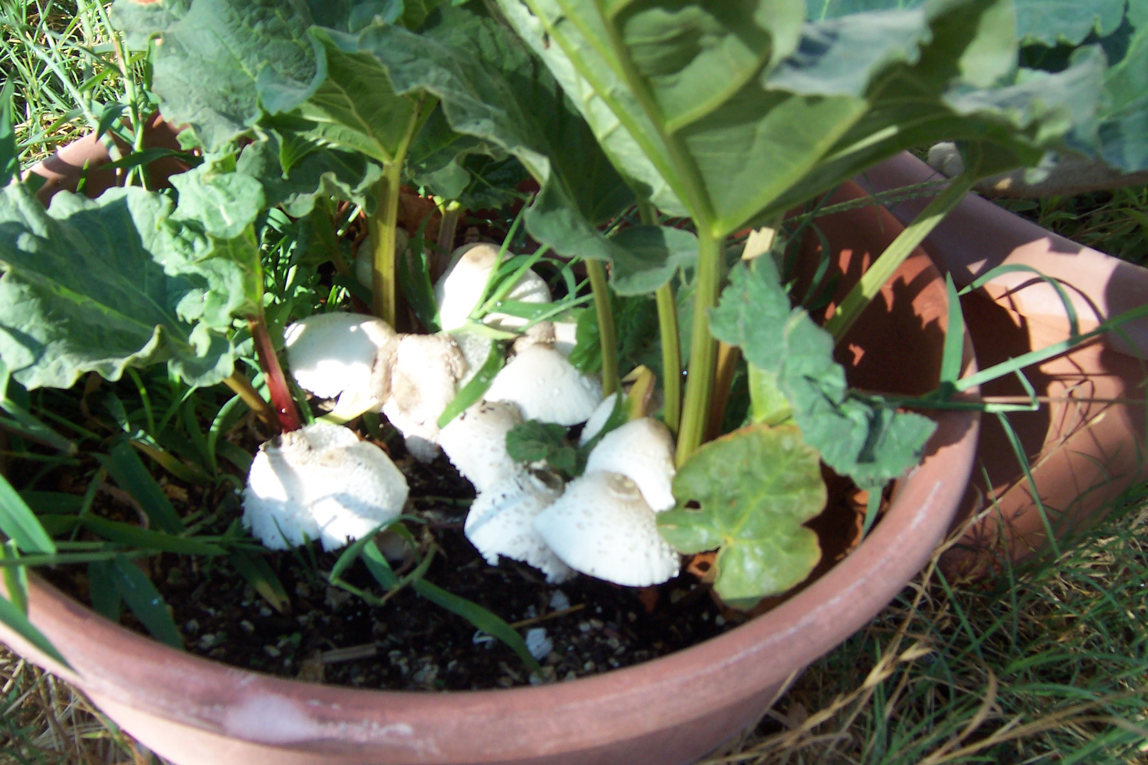 toadstools in rhubarb