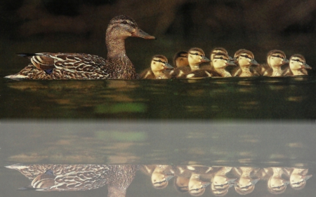 DUCKS IN A ROW