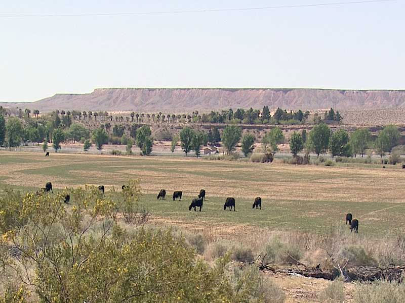 bundy cattle-2014