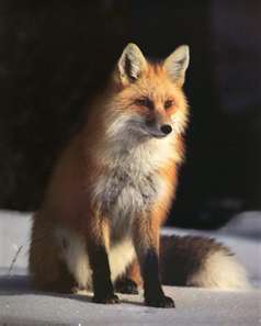 FOX