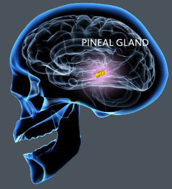 PINEAL GLAND