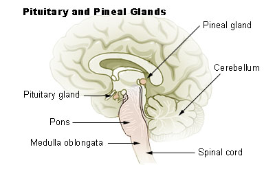 pituitary pineal glands