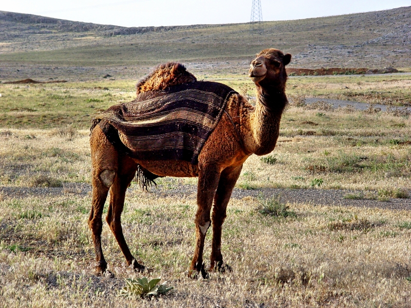 camel