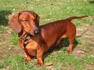 dachshund