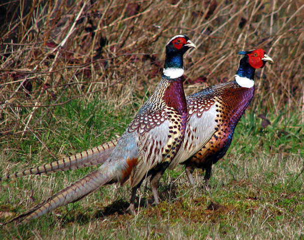 PHEASANTS