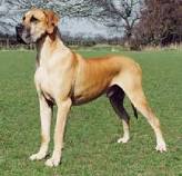 greatdane