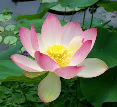 lotus flower