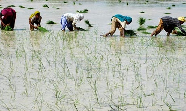 planting rice