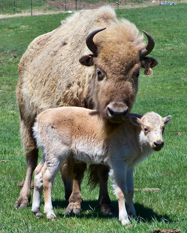 buffalo white calf