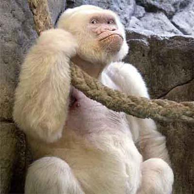 white gorilla