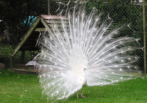 white peacock