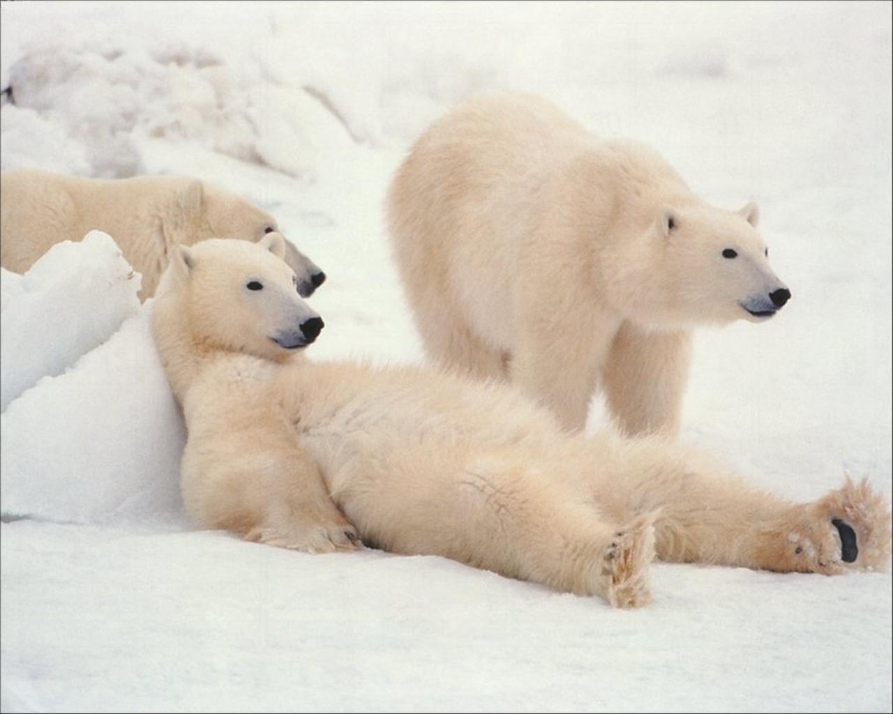 white polar bears