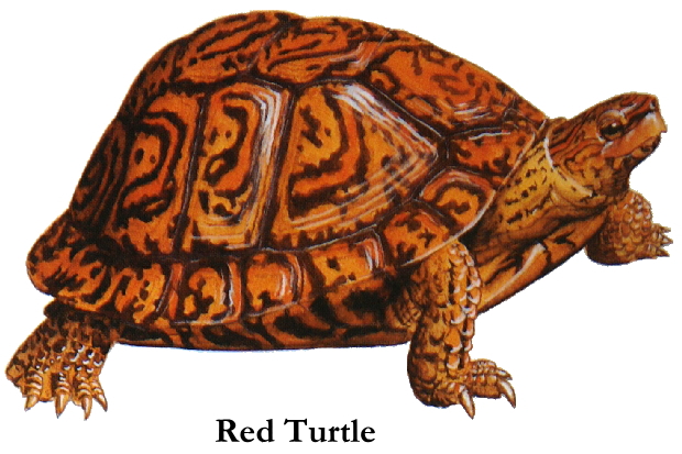 red turtle