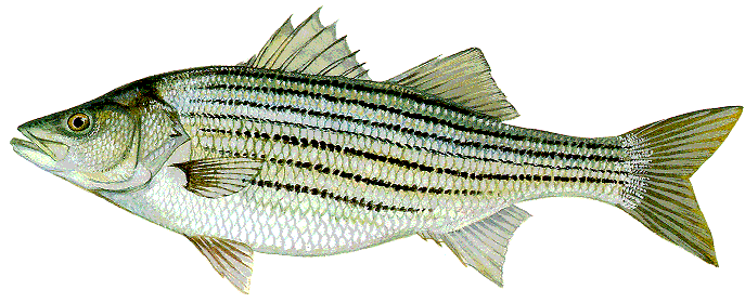 Striped Bass