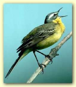 The yellow wagtail (Motacilla flava)